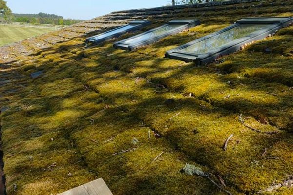 roof moss removal poole